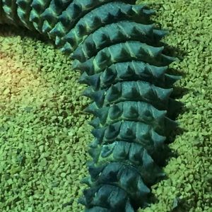 Meet your Posher, Lizzie