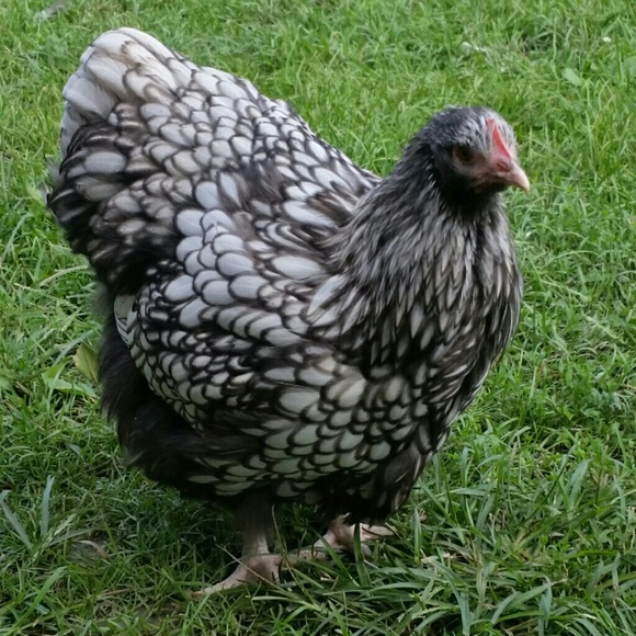 Meet your Posher, Dana