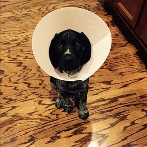 Meet your Posher, Bailey