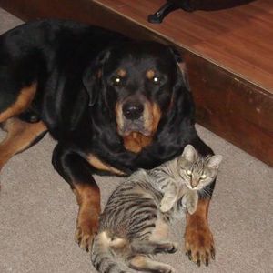 Meet your Posher, Montana