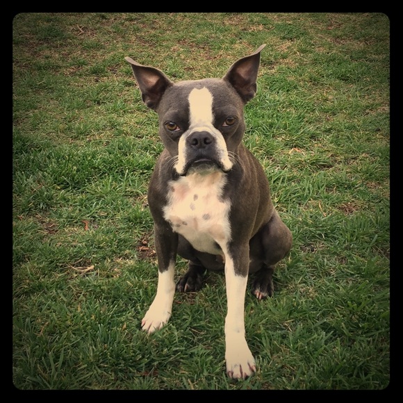 Meet your Posher, Vera - Picture 2 of 5