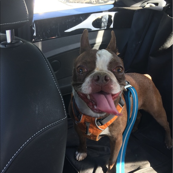 Meet your Posher, Vera - Picture 5 of 5