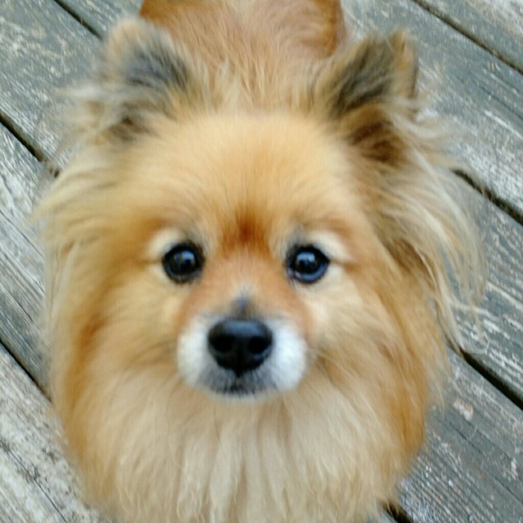 Meet your Posher, Trish - Picture 2 of 4