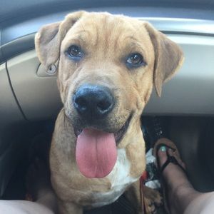 Meet your Posher, Annie