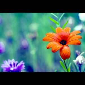 Meet your Posher, Iris