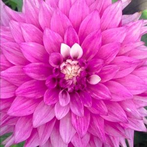 Meet your Posher, Milena