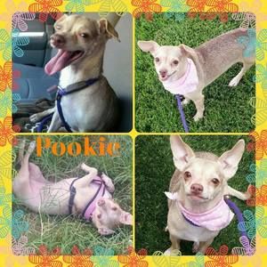 Meet your Posher, Terri