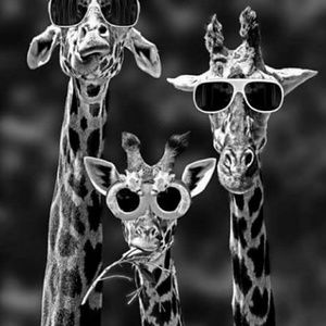 Meet your Posher, Ashlie