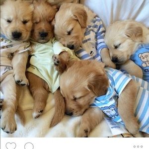 Meet your Posher, Lexia