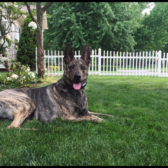 Meet your Posher, Isabella - Picture 3 of 4