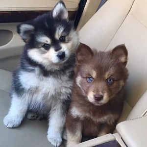 Meet your Posher, Larry