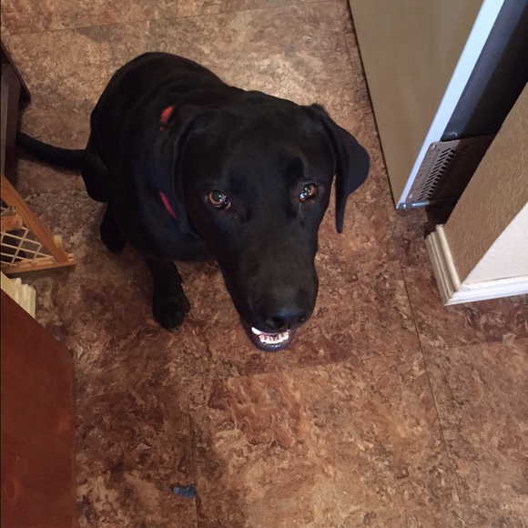 Meet your Posher, Sharon - Picture 1 of 1