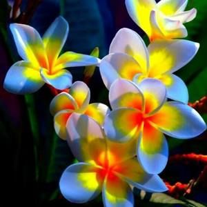 Meet your Posher, Sandy