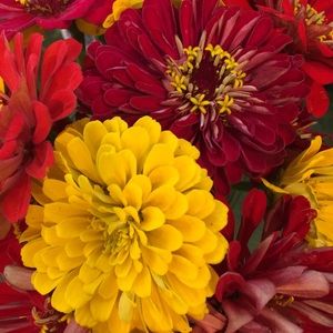 Meet your Posher, Kori