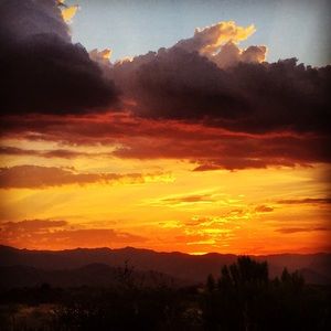 Meet your Posher, Ginger