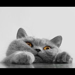 Meet your Posher, Kaylee