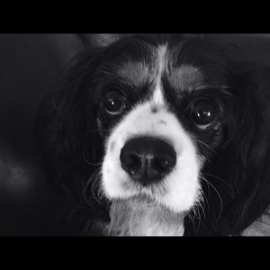 Meet your Posher, Sam