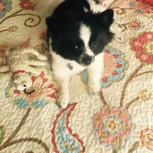 Meet your Posher, Ferry