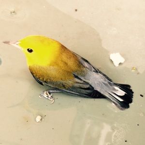 Meet your Posher, Deanna