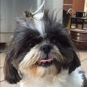 Meet your Posher, Michael