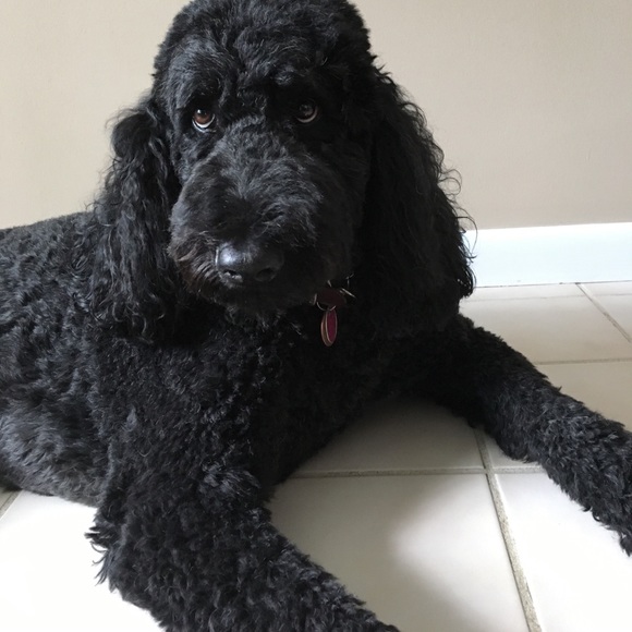 BIG FLUFFY SALE-my handsome poodle boy NOTincluded - Picture 2 of 2