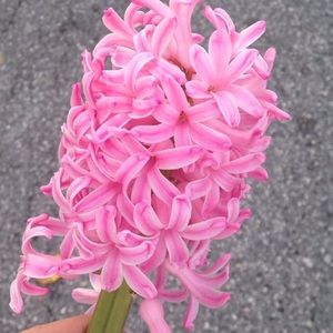 Meet your Posher, Taylor