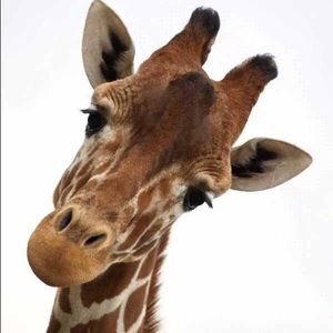 Meet your Posher, Karla