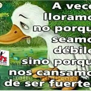 Meet your Posher, Rossy