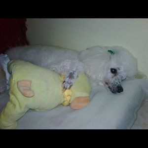 Meet your Posher, Andressa