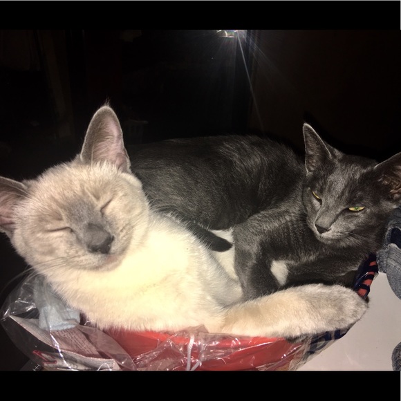 💗POSH AMBASSADOR💗 - Picture 4 of 4