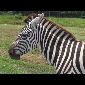 Meet your Posher, Simone