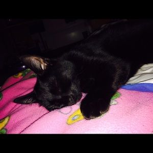 Meet your Posher, Sydny