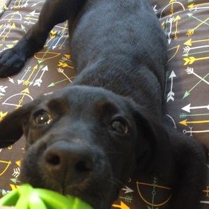 Meet your Posher, Abigail