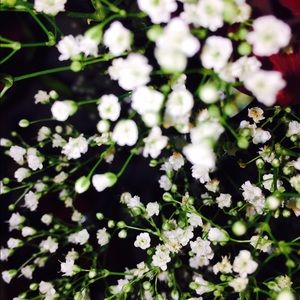 Meet your Posher, Mia