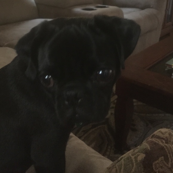 Meet your Posher, Kevin - Picture 1 of 1