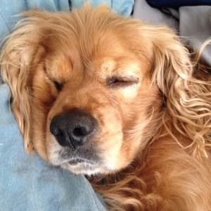 Meet your Posher, Jose