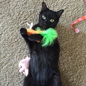 Meet your Posher, Anna