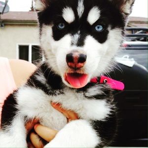 Meet your Posher, Irene