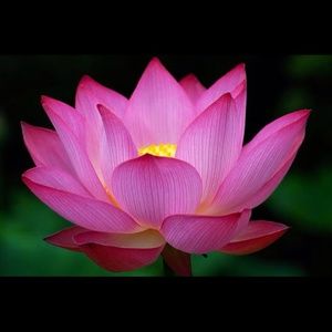 Meet your Posher, Ash