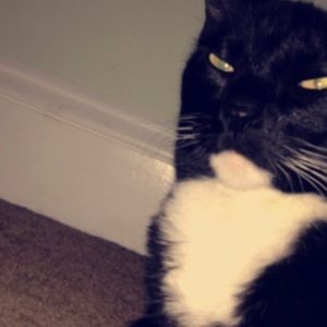 Meet your Posher, Shelby