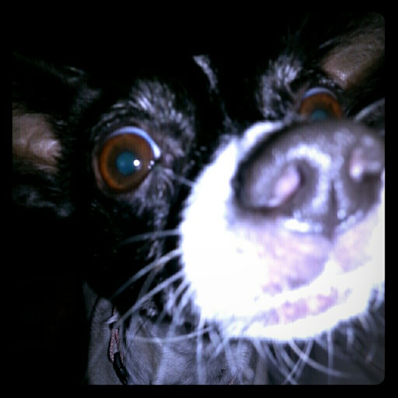 Lovable Chihuahua