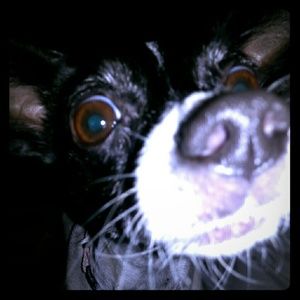 Lovable Chihuahua