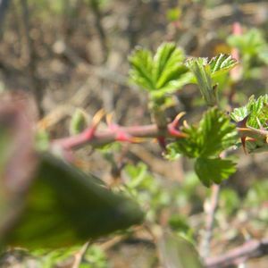 Meet your Posher, Makaela