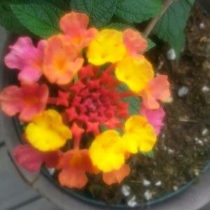 Meet your Posher, Diane