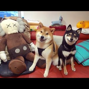 Meet your Posher, David