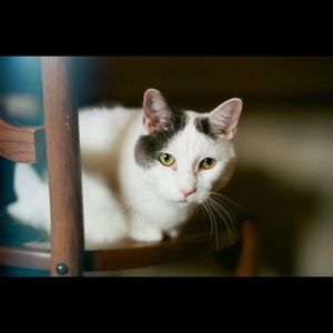 Meet your Posher, Molly