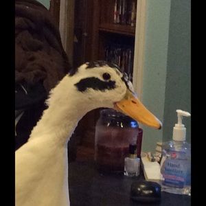 Meet your Posher, Afiyah