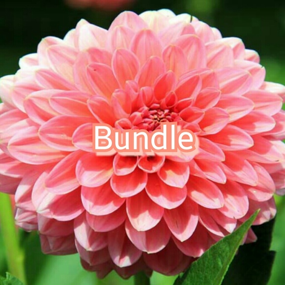 Bundle for @vamber