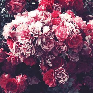 Meet your Posher, Krystal