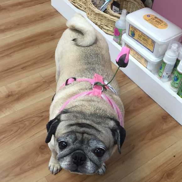 Meet your Posher, Natasha - Picture 2 of 2